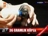 36 gramlık köpek online video izle