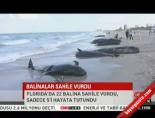 balina - Balinalar sahile vurdu Videosu