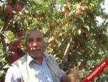Iğdır’da Elma Hasadı