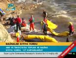 iskocya - Balinalar kıyıya vurdu Videosu