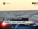 balina - Denizaltı Sandı,  Balina Çıktı Videosu