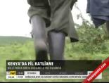 kenya - Kenya'da fil katliamı Videosu
