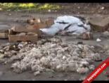 İzmir'in merkezinde tonlarca hayvan leşi ortalığa atıldı Videosu