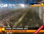 tavuk ciftligi - Tavuk çiftlğinde kriz Videosu