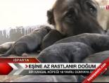 Eşine az rastlanır doğum