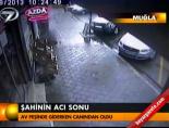 Şahinin acı sonu