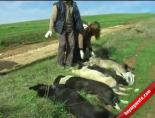 hasan akgun - İstanbul'da Köpek Katliamı Videosu