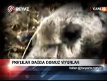 yaban domuzu - PKK'lılar dağda domuz yiyorlar Videosu