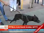 İstanbul ve Bursa'da pitbul kavgası kanlı bitti