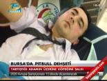 Bursa'da pitbull dehşeti
