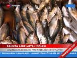 agir metal - Balıkta ağır metal iddiası  Videosu