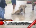 kopek dovusu - Köpek dövüşü dehşeti!  Videosu