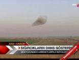 sigircik - Sığırcıkların dans gösterisi  Videosu