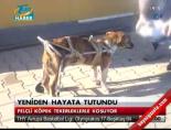 Felçli Köpek Tekerleklerle Koşuyor online video izle