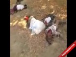 Arakan'da Müslümanlar Sopalarla Dövülerek Öldürülüyor