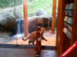 hayvanat bahcesi - Minik Çocukla Yavru Kaplanın Dostluğu Videosu