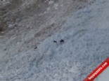 keci - Fransız Alpleri'nde Keçiler Çığdan Böyle Kurtuldu Videosu