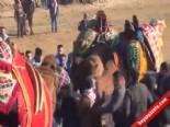 deve guresleri - İzmir'de Deve Güreşleri Şenliğinde Renkli Görüntüler  Videosu