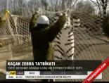 Kaçak Zebra tatbikatı