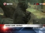 Yavru goril sevinci  online video izle