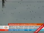 brezilya - Örümcekler kasabayı istila etti  Videosu