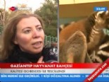 hayvanat bahcesi - Gaziantep hayvanat bahçesi Videosu