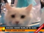 ankara kedisi - Ankara kedisi Rumlar'ın oldu  Videosu