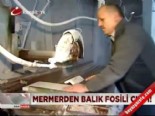 fosil - Mermerden balık fosili çıktı  Videosu