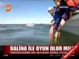 kambur balina - Balina ile oyun olur mu?  Videosu