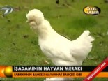 sultan tavugu - İşadamının hayvan merakı  Videosu