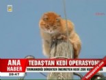 tedas - TEDAŞ'tan kedi operasyonu  Videosu
