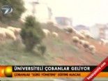 Üniversiteli çobanlar geliyor  online video izle