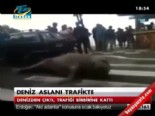 deniz aslani - Deniz aslanı trafikte  Videosu