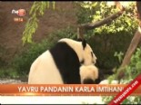 yavru panda - Yavru pandanın karla imtihanı  Videosu