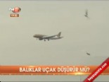 kus surusu - Balıklar uçak düşürür mü?  Videosu