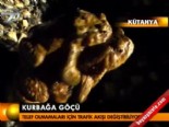 kurbaga gocu - Kurbağa göçü  Videosu