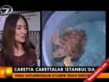 caretta caretta - Caretta carettalar İstanbul'da  Videosu