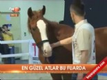 En güzel atlar bu fuarda online video izle