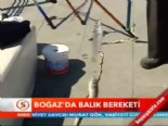 istanbul bogazi - Maşallah bereket fışkırıyor  Videosu