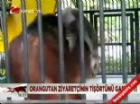 orangutan - Orangutan ziyaretçinin tişörtünü gasp etti Videosu