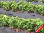 yaz meyvesi - Mersin Silifke'de Çilek İhracatı Sürüyor Videosu