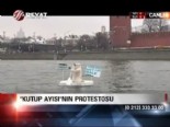 kutup ayisi - 'Kutup ayısı'nın protestosu  Videosu