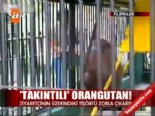 hayvanat bahcesi - Takıntılı Orangutan  Videosu
