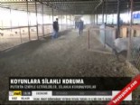 vladimir putin - Koyunlara silahlı koruma  Videosu