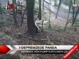 panda - Depremzede panda  Videosu
