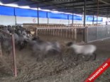 hayvancilik - İzmirli İşadamı Cem Aykaplan Çoban Okulu Açacak Videosu