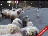 Binlerce Koyunun Çambaşı Yaylasına Yolculuğu Başladı
