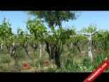 tarim - Asma Ağacında Üzüm Yerine Badem Çıktı Videosu