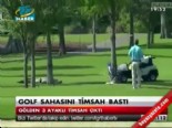 Golf sahasını timsah bastı  online video izle
