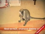 yavru maymun - Firari maymun, apartmanı birbirine kattı  Videosu